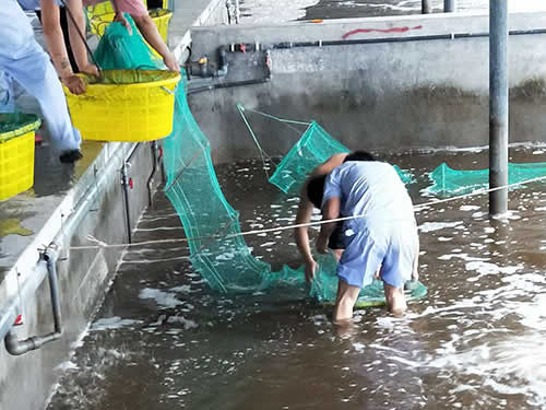 捕蝦現(xiàn)場(chǎng)03