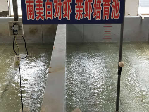 南美白對(duì)蝦 親蝦培育池02